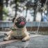 Top 22 gezondste hondenrassen met de minste gezondheidsproblemen