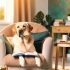 Wat Je Niet Mag Missen Over gemiddelde leeftijd labrador Voor Labradors