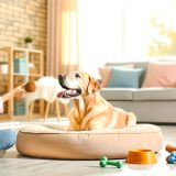 De Beste Tips Voor Labrador als huisdier Zorg Goed Voor Je Labrador