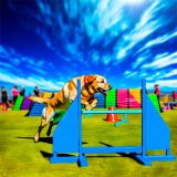 De Beste Tips Voor Labrador behendigheid wedstrijden Zorg Goed Voor Je Labrador