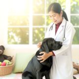 De Beste Tips Voor Labrador diabetes risicofactoren Zorg Goed Voor Je Labrador