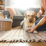 De Beste Tips Voor labrador ergste nagels Zorg Goed Voor Je Labrador