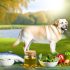 Labrador allergie supplementen Voor Je Labrador Essentiële Gids