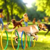 De Beste Tips Voor Labrador in sport Zorg Goed Voor Je Labrador