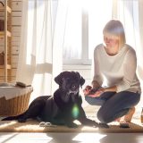 De Beste Tips Voor labrador nagels knippen Zorg Goed Voor Je Labrador