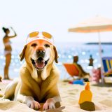 De Beste Tips Voor labrador zonnebrand nodig Zorg Goed Voor Je Labrador