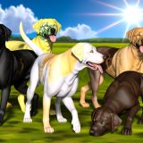 De Ultieme Gids Voor Genetische mutaties Labrador Bij Labradors