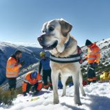 De Ultieme Gids Voor Labrador als reddingshond Bij Labradors