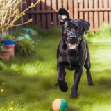 De Ultieme Gids Voor labrador zonder stamboom Bij Labradors