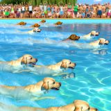 De Ultieme Gids Voor Labrador zwemmen competitie Bij Labradors