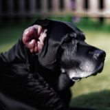 De Ultieme Gids Voor oorontsteking labrador symptomen Bij Labradors