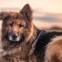 Zijn Duitse herders goede waakhonden?
