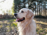 Zijn Golden Retrievers goede jachthonden?