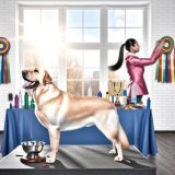 Handleiding Hondenshow voorbereiden Labrador Voor Een Gelukkige Labrador