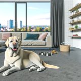 Handleiding Huisdieren in appartement Voor Een Gelukkige Labrador
