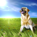 Handleiding labrador kleur standaard Voor Een Gelukkige Labrador