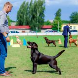 Handleiding Labrador show training Voor Een Gelukkige Labrador