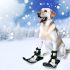 labrador winterse gezondheid Alles Wat Je Moet Weten