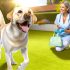 Vaccinatie na ziekte Wat Iedere Labrador Eigenaar Moet Weten