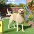 Ontdek labrador vacht borstel kiezen Tips en Tricks Voor Labrador Liefhebbers