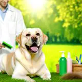 Handleiding labrador vacht problemen Voor Een Gelukkige Labrador