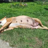 Hoe lang is een hond zwanger?