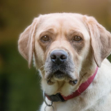 Hoe oud wordt een labrador retriever?