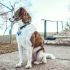 Zijn Duitse herders goede waakhonden?
