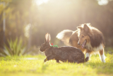 15 hondenrassen die goed overweg kunnen met konijnen