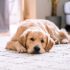 Wat moet ik doen als mijn hond druiven of rozijnen heeft gegeten?