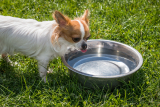 Moeten honden koud water drinken?