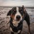 Top 4 tips om een hond te leren springen
