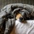 Top 10 manieren om een hond meer mentale stimulatie te geven