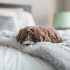Is de bek van een hond schoner dan de mond van een mens?