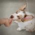 Hoeveel DNA delen we met honden?
