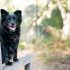 Hoe kun je een hond leren zitten in 7 makkelijke stappen