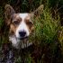 Hoeveel DNA delen we met honden?