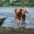 Top 12 hondenrassen om als buitenhond te houden