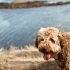 Hoe lang werken politiehonden?