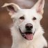 Top 10 manieren om een hond meer mentale stimulatie te geven