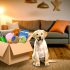 Ontdek Labrador adoptieforum Tips en Tricks Voor Labrador Liefhebbers