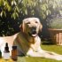 Labrador botsterkte supplementen Wat Iedere Labrador Eigenaar Moet Weten