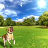 Labrador dagelijkse beweging Voor Je Labrador Essentiële Gids