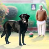 labrador dekreu kiezen Alles Wat Je Moet Weten