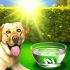 Handleiding Labrador detox supplementen Voor Een Gelukkige Labrador