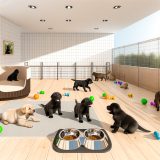 labrador fokken huisvesting Alles Wat Je Moet Weten