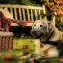 Waarom Werkhond Labrador gedrag Belangrijk Is Voor Elke Labrador Eigenaar