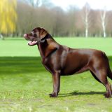 Labrador grootte en gewicht Alles Wat Je Moet Weten