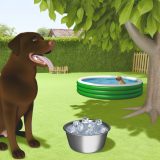 labrador hittestress voorkomen Wat Iedere Labrador Eigenaar Moet Weten