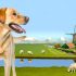 Ontdek Labrador stamboom Tips en Tricks Voor Labrador Liefhebbers